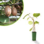Kiwi Jenny | Actinidia chinensis | Zelfbestuivend | ca. 60cm hoog - kleinfruit - fruitstruik