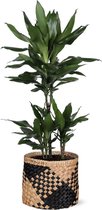 Dracaena Janet Lind - Drakenbloedboom Ø21cm 90cm - Verse Kamerplant, Direct van de Nederlandse Kweker