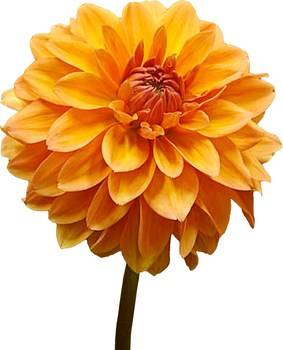 8 x Dahlia Knollen 'Summer Flame' | Bloembollen zomerbloeiers | Nederlands gekweekt | Kleurrijke Dahliabollen - The Bulb Farmers
