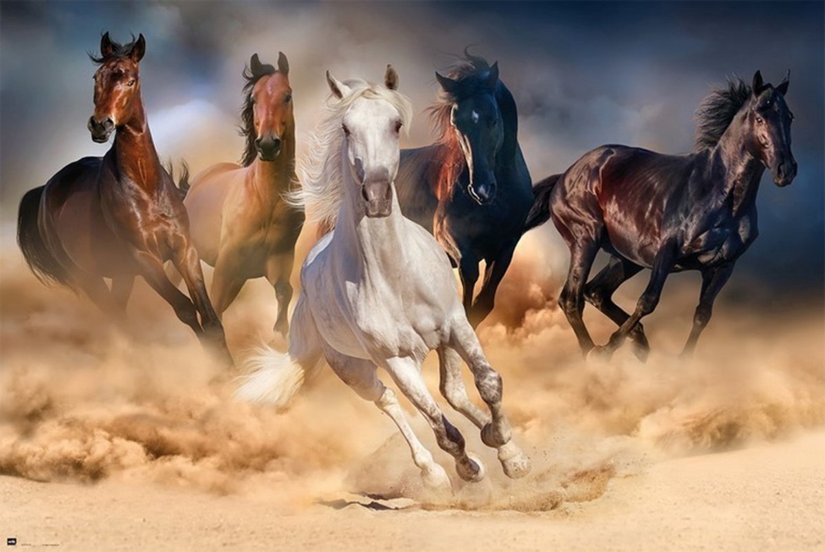 Grupo Erik Five Horses Poster 91.5x61cm Multi color