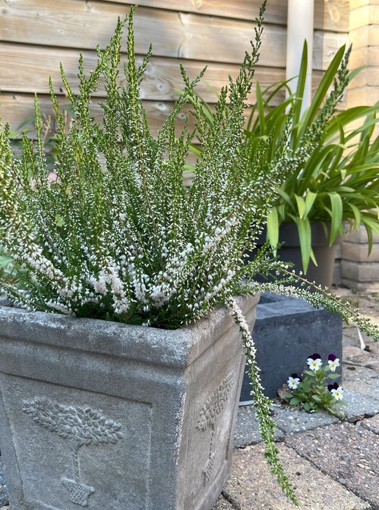 Foto: Zomerheide wit 10 stuk calluna vulgaris long white p10 5 plant tuinplant heide