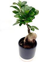Bonsai - Ficus ginseng / Ficus retusa - Prachtige bonsaiboom - Pot 9 cm - Hoogte >25 cm