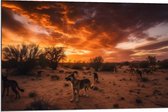 Dibond - Dieren - Honden - Landschap - Zonsondergang - Planten - 90x60 cm Foto op Aluminium (Met Ophangsysteem)