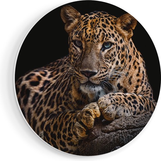 Artaza Forex cercle mural léopard aux yeux bleus - 40x40 cm - Klein - cercle mural - peinture ronde - cercle de Décoration murale