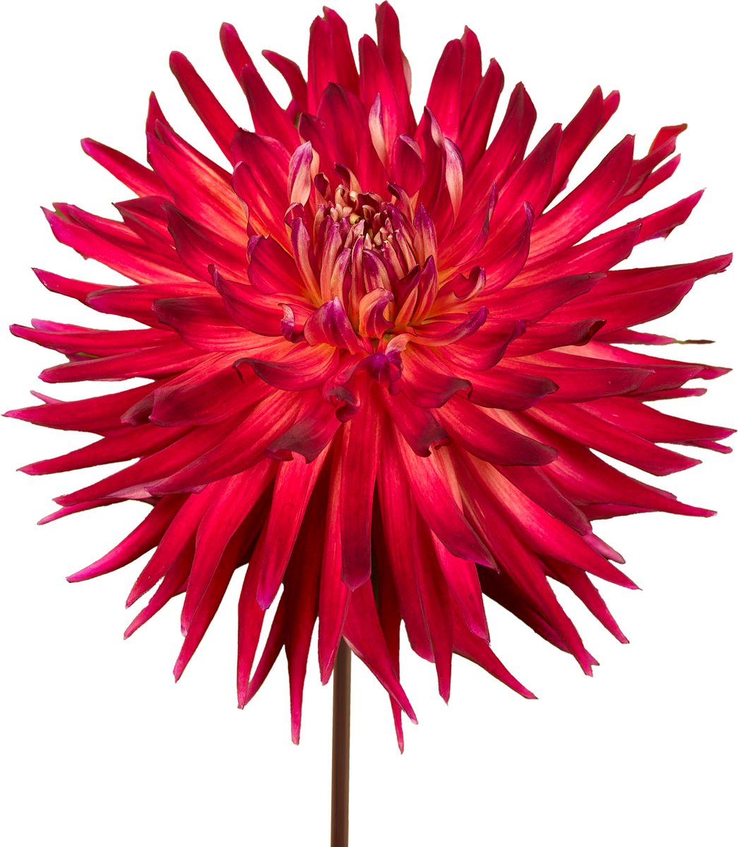8 x Dahlia Knollen 'Manhattan Island' | Bloembollen zomerbloeiers | Nederlands gekweekt | Kleurrijke Dahliabollen - The Bulb Farmers