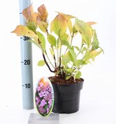 1 stuk(s) | Hydrangea macrophylla 'Mariesii Perfecta' C2 20-25 cm
