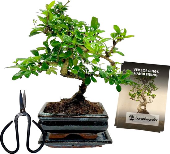 Bloomique Bonsaï Zelkova Forme Sphère - Bonsaï Élégant D'Intérieur - Hauteur 20-30 Cm - 15 Cm De Large - Pot Et Bol En Céramique Inclus