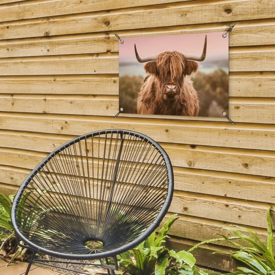 Schotse hooglander met lange horens en bruin haar, met een roze lucht op de achtergrond.