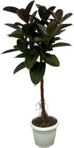 Ficus Elastica Robusta stam - 160 cm - Ø32cm