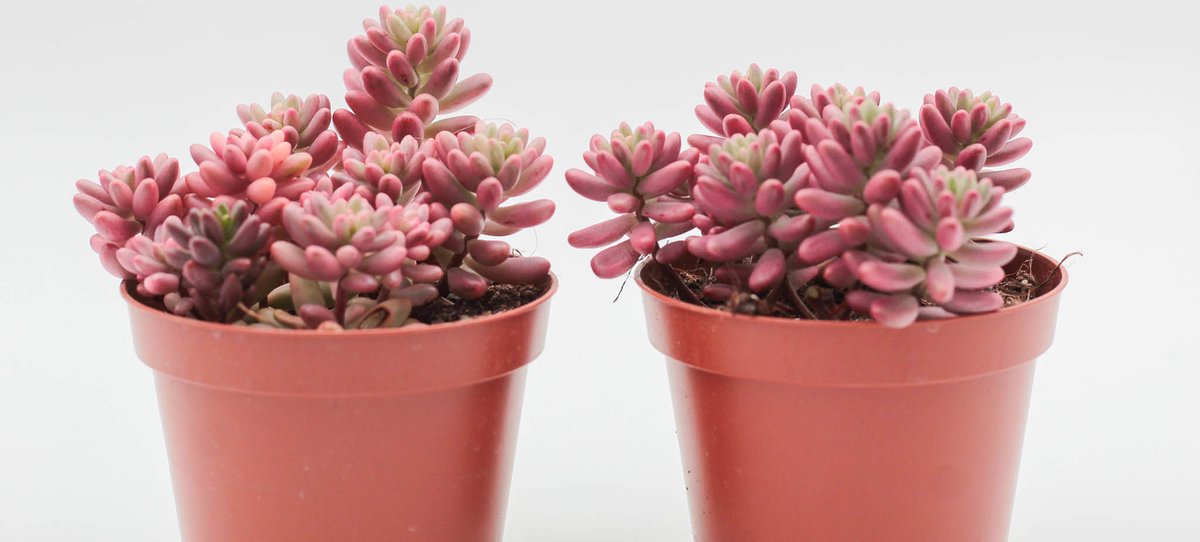 Ikhebeencactus Sedum Rubrotinctum Vetplant set van 2 stuks Prachtig op kleur 8 5 cm