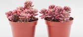 Ikhebeencactus | Sedum Rubrotinctum | Vetplant | set van 2 stuks | Prachtig op kleur | 8,5 cm