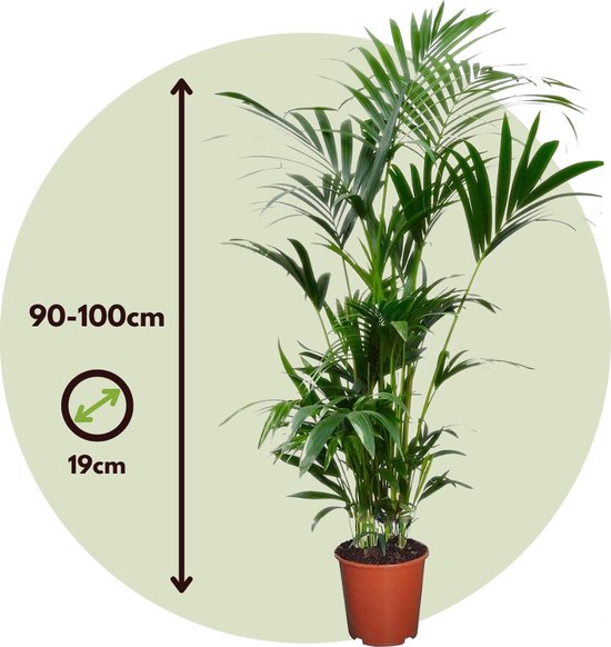 Plant in a Box - Howea Forsteriana - Kentia palm - Groene kamerplant - Pot 18cm - Hoogte 90-100cm - Plant In A Box