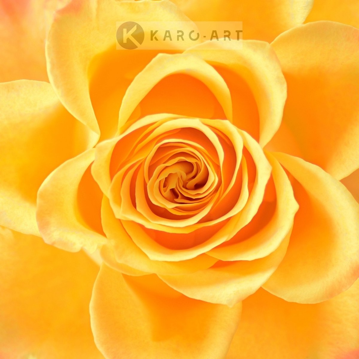 karo-art Schilderij - Roos in het geel, bloesem , 3 maten , Premium print , Wanddecoratie Multikleur