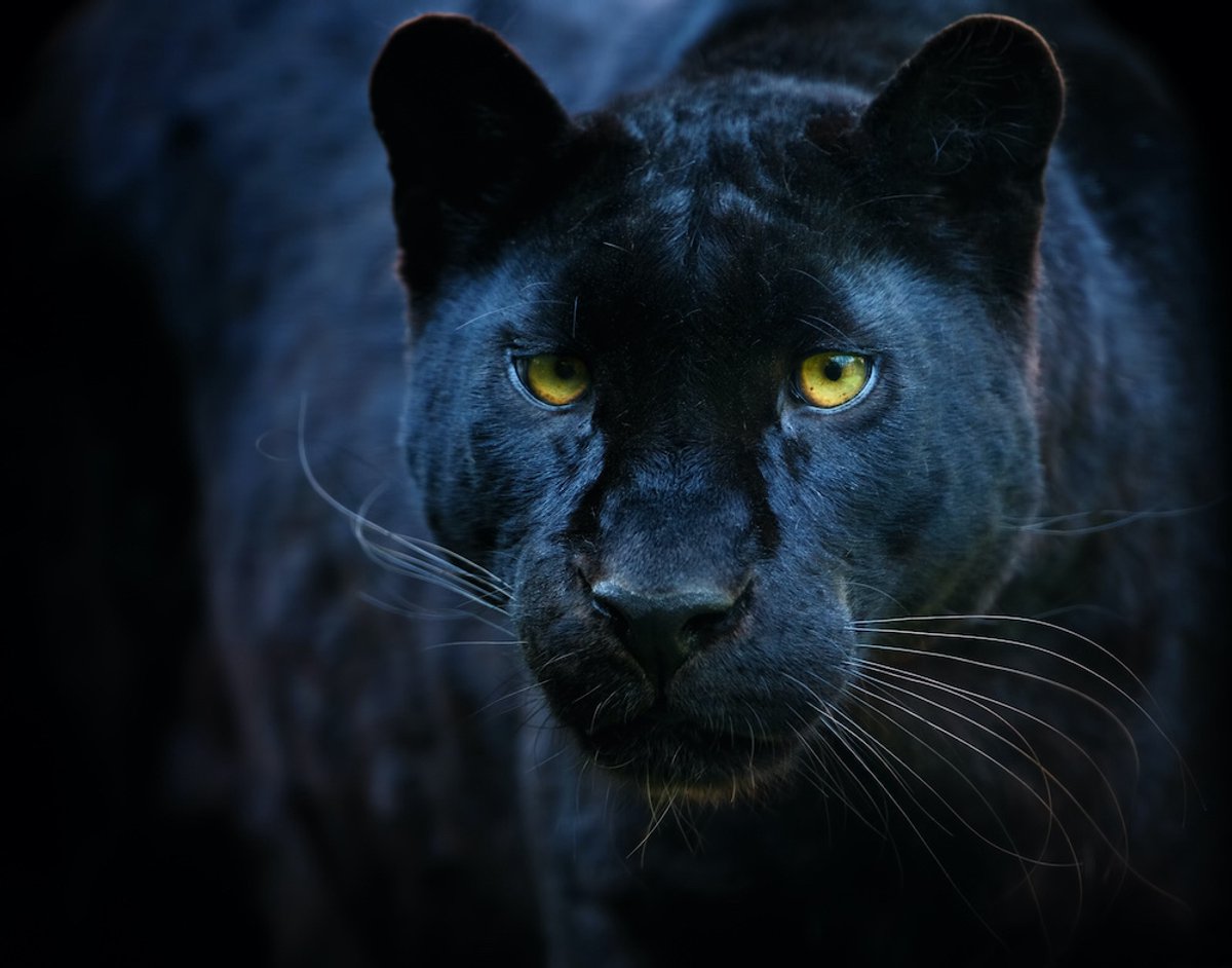Schilderij - Zwarte panter, 2 maten, Premium print