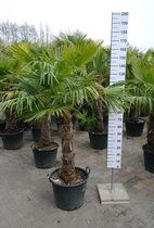 Winterharde Palmboom - Trachycarpus Fortunei - stamhoogte 80 cm, totaal 180 cm