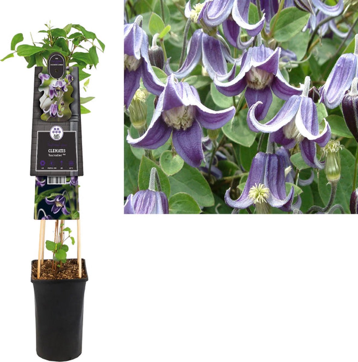 Starre Klimplant Clematis 'Fascination' PBR (Bosrank)