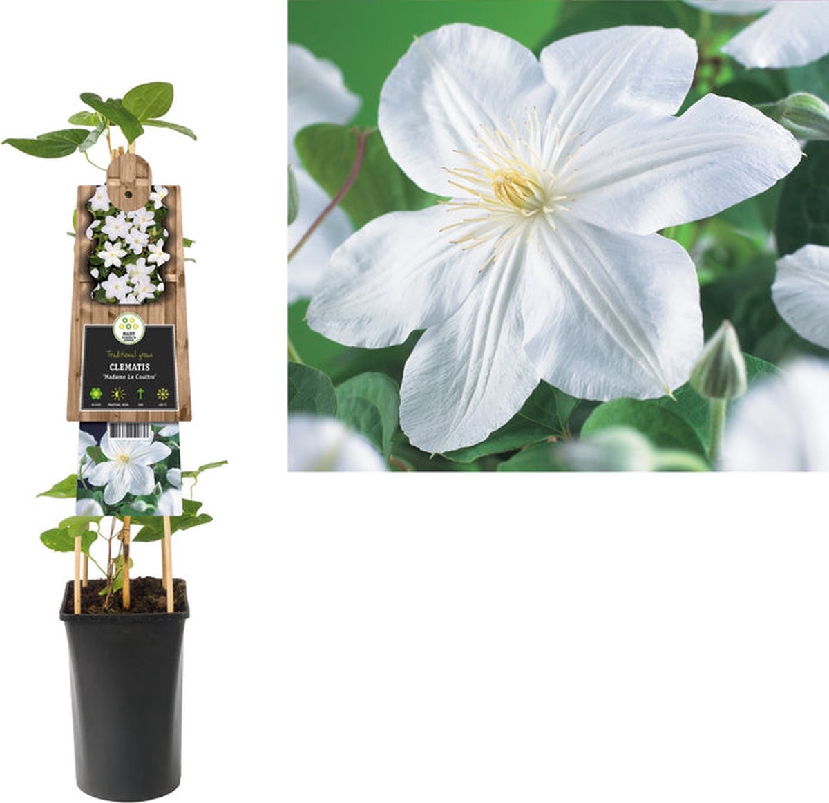 Starre Klimplant Clematis Madame Le Coultre (Bosrank) 120cm