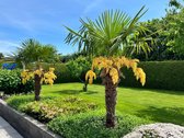 Trachycarpus fortunei - Winterharde Palm L - totale hoogte: 120+ cm