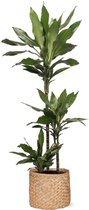 Dracaena Janet Lind in Albury NATURAL mand - Potmaat 24cm - Hoogte 120cm