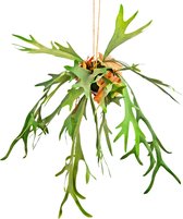Greenmoods Kunstplanten - Kunstplant - Hangplant - Staghorn - Op bal - 89 cm