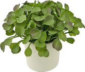 Greenmoods Kunstplanten - Kunstplant - Vetplant - In sierpot - 22 cm