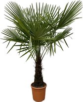 Trachycarpus - Potmaat 30cm - Hoogte 180cm