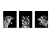 Schilderij  Set 3 Safari leeuw tijger leeuwin brul - Zwart / Wit / Zwart / Wit / 30x21cm