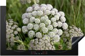 KitchenYeah® Inductie beschermer 81.2x52 cm - Natuurlijk habitat van de witte en groene anijs plant - Kookplaataccessoires - Afdekplaat voor kookplaat - Inductiebeschermer - Inductiemat - Inductieplaat mat