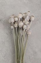 Couronne - Bundeltje gedroogde bloemen 'Papaver' (White)