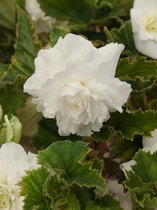 20x Begonia 'Pendula wit' - BULBi® Bloembollen met bloeigarantie