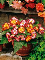 20x Begonia 'Crispa marginata mixed' - BULBi® Bloembollen met bloeigarantie