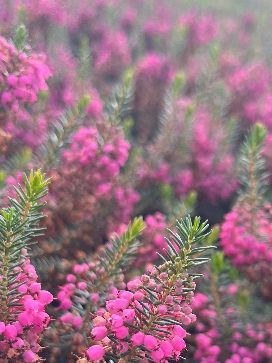 Zwerfheide Roze - 10 Stuks - Erica vagans 'Mrs D.F. Maxwell' - P10.5 - Plant - Tuinplant - Heide