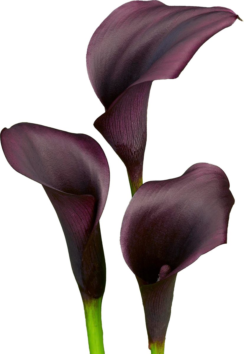 7 x Calla Bollen 'Ebony Majesty' | Bloembollen zomerbloeiers | Nederlands gekweekt | Kleurrijk - The Bulb Farmers