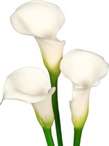 The Bulb Farmers - 10 x Calla 'Ivory Elegance' - wit - bloembollen direct van de kweker - voorjaarsbloeier - bolmaat 16-18 (meest geschikte maat voor in de tuin) - Thuiswinkel waarborg