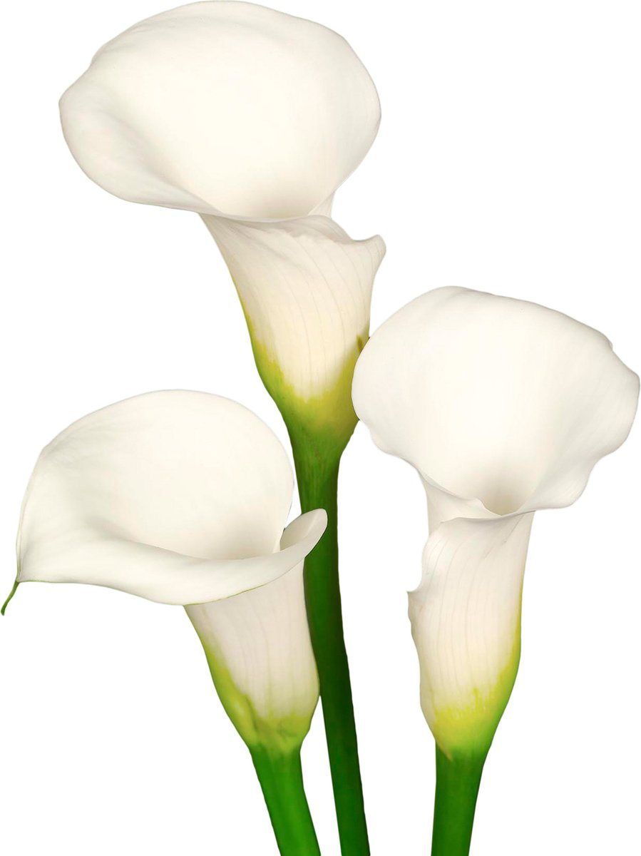7 x Calla Bollen 'Ivory Elegance' | Bloembollen zomerbloeiers | Nederlands gekweekt | Kleurrijk - The Bulb Farmers