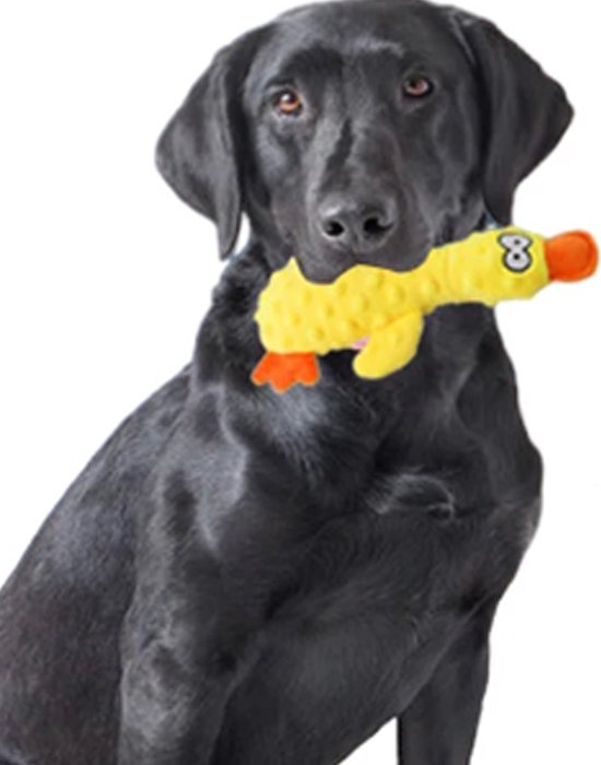 piep geluid hond