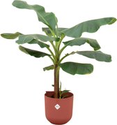 Bananenplant (Musa) inclusief elho Jazz Round rood - Potmaat 23cm - Hoogte 120cm