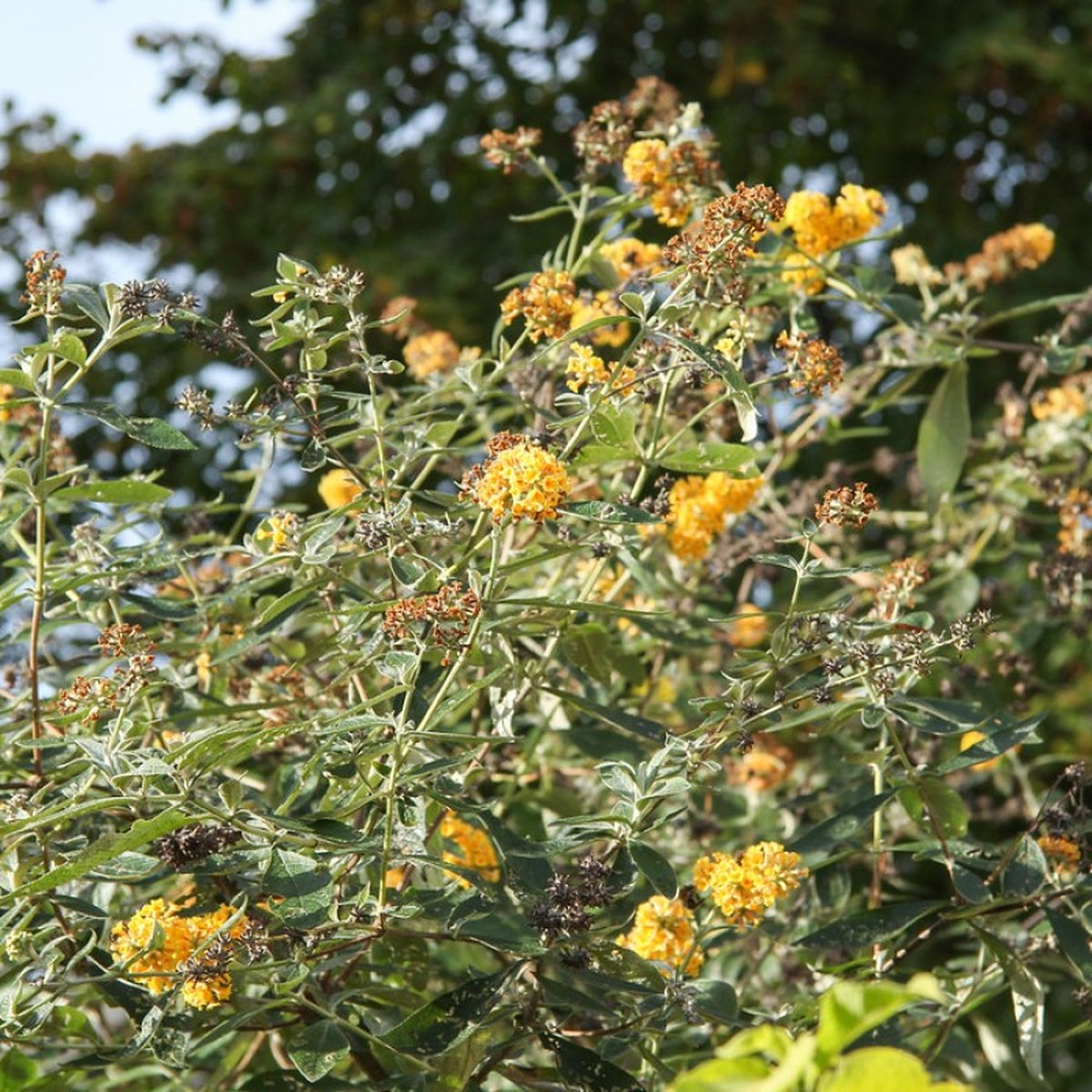 4 x Vlinderstruik Sungold Geel|Goud - Bloeiende Borderplant Winterhard - Buddleja weyeriana 'Sungold' in C3(liter) pot met hoogte 10-40cm