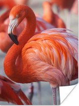 PosterMonkey - Poster - Flamingo - Vogel - Dieren - Roze - Fotolijst - 60x80 cm - Poster flamingo - Posterlijst - Frame poster - Poster dieren - Woonkamer