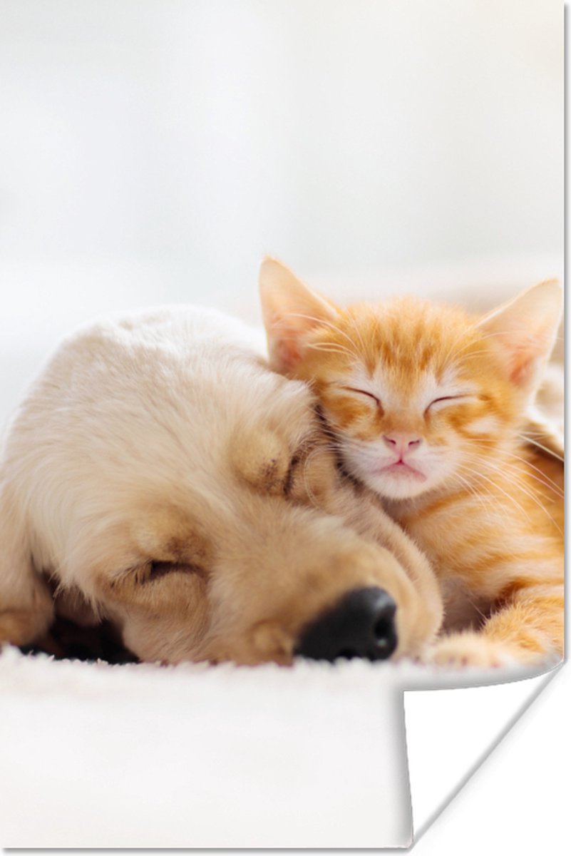 Poster Dieren - Hond - Kitten - Rood - 40x60 cm