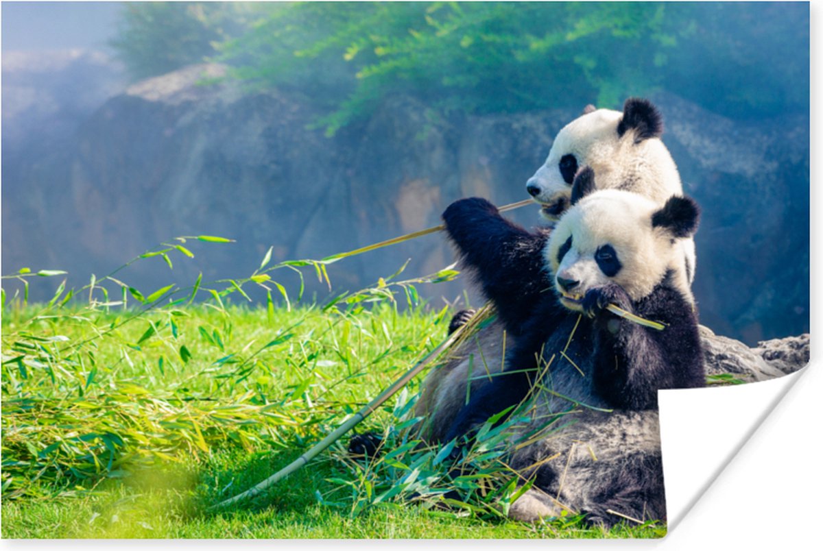Poster Panda - Bamboe - Gras - Dieren - 120x80 cm