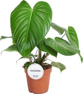 Groene plant – Philodendron (Philodendron Grandipes) – Hoogte: 50 cm – van Botanicly