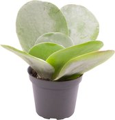 Vetplant – Olifantsoren (Kalanchoe thyrsiflora) – Hoogte: 15 cm – van Botanicly