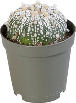 Cactus – Astrophytum Superkabuto (Astrophytum Superkabuto) – Hoogte: 15 cm – van Botanicly