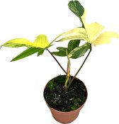 Groene plant – Philodendron (Philodendron Florida Beauty Variegata) – Hoogte: 30 cm – van Botanicly