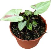 Groene plant – Gatenplant (Syngonium Strawberry Milk) – Hoogte: 15 cm – van Botanicly