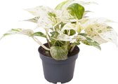 Groene plant – Scindapsus (Epipremnum Marbe Queen) – Hoogte: 25 cm – van Botanicly