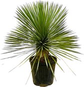 Yucca – Palmlelie (Yucca Rostrata) – Hoogte: 80 cm – van Botanicly