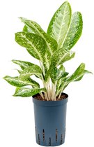 Groene plant – Epipremnum (Aglaonema Milky Way) – Hoogte: 50 cm – van Botanicly