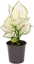 Groene plant – Epipremnum (Aglaonema White Joy) – Hoogte: 30 cm – van Botanicly